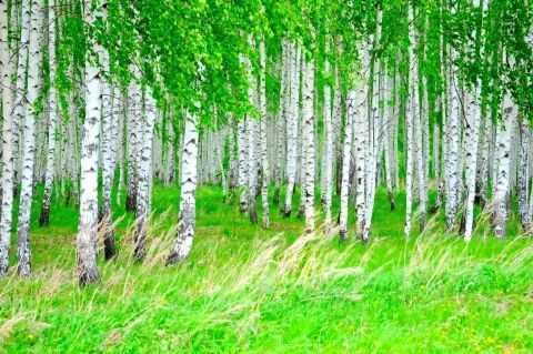 Лучи солнца в лесу